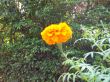 very nice flower in garden