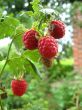 the raspberry