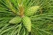 Green cones of pine