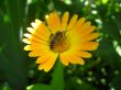 the bee collecting nectar