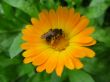  the bee on the flower of calendula