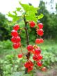 the redcurrant in the garden