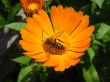 the floriculture