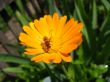 marigold