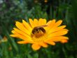 the bee collecting nectar