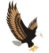 flying eagle insulated on white background