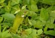 Variable Lizard In The Green Background