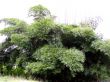 Bamboo - Bambusa bambos 