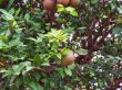 Citrus tree and fruit