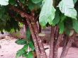 cocoa tree and pods