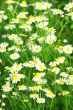 Green grass with daisy flowers