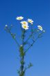 Bunch of field daisies