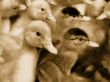 Small domestic duckling. Sepia