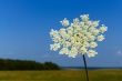 Flowering of Apiaceae plant