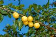 Yellow plum fruit