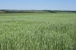 Green wheat field