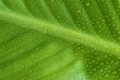 Leaf of cannaceae indica with water drops