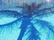 Palm Shadow in Swimming Pool
