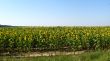 the field of sunflowers