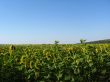 the field of sunflowers