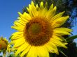yellow sunflower