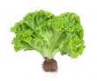 lettuce