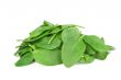 fresh spinach