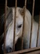 Pony behind bars