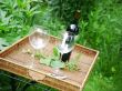 Wine Bottle and Glasses in Garden