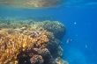 colorful coral reef