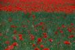red poppies in the field