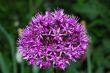 purple flower