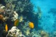 yellow fish in the coral reef