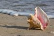 Conch Shell on the Shore