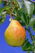 Ripe pear hanging on a branch