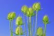 Teasel inflorescences