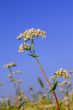 Buckwheat inflorescence