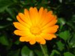 the beautiful flower of calendula