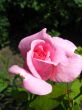 the pink rose