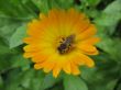 yellow marigold