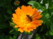 the flower of calendula