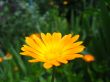 the calendula