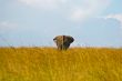 Elephant Walks Away