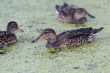 Gadwall