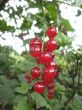 the tasty redcurrant