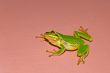 Treefrog on the vertical wall