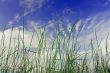 Cereals on the blue sky background