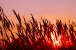 Cereals on sunset background