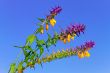 Beautiful wild flowers