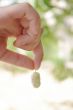 white mulberry in hand